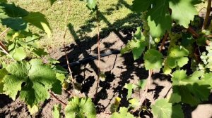 Каберне Дорса и Пино Блан. 02.09.25. Воронеж.