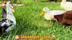 Забавные утки мускусные и пекинские на свободном выгуле со своими друзьями ч.(218) ❣️🤗😂