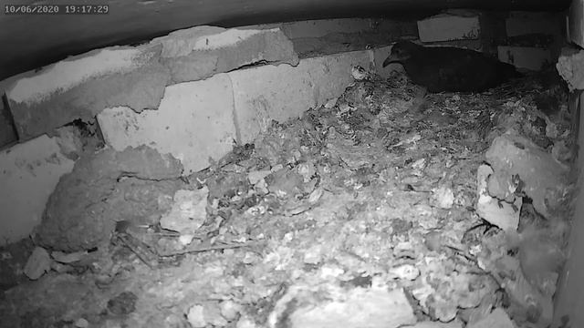 Птенец голубя решил высиживать яйцо 1 - The baby pigeon decided to hatch an egg 1 смотреть онлайн