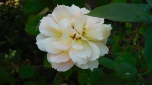 04=09=2025   РОЗА  КМР   (25)