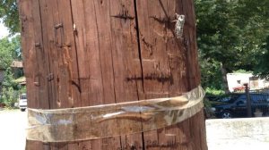 Такая огромная цикада!