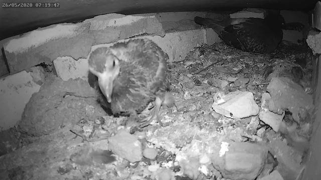 Как птенец голубя учится летать - How a baby pigeon learns to fly смотреть онлайн