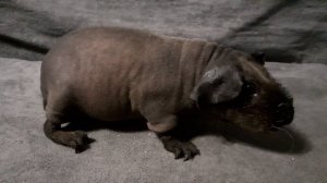 морская свинка скинни