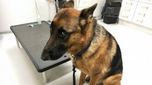 😅 Смешная храбрая полицейская собака идёт к ветеринару 🐶— забавная реакция собаки