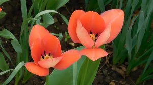 01=04=2025  ник   (99).   ЦВЕТ