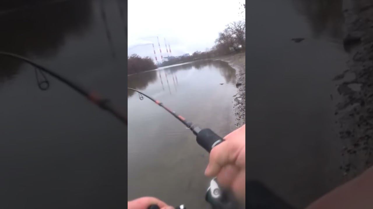Поклёвка из-под дальней бровки #рыбалка #спиннинг #shorts смотреть онлайн