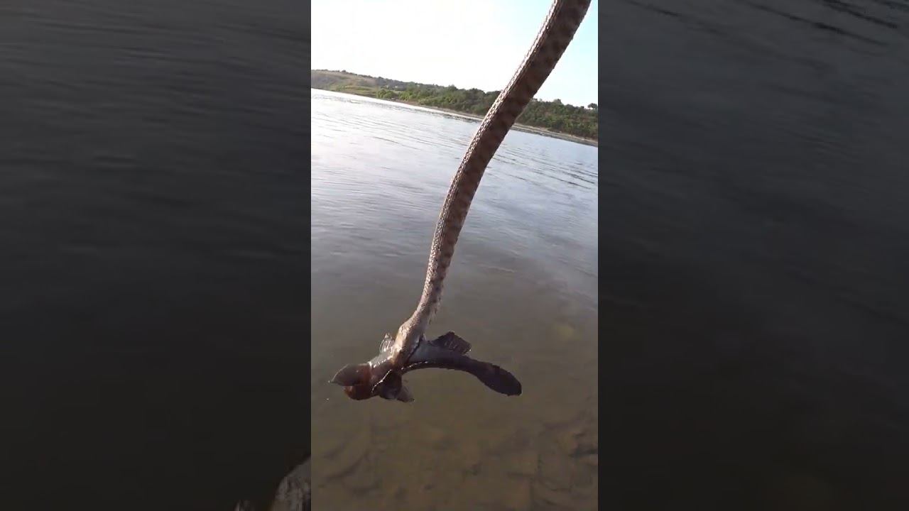 Жадный водяной уж #рыбалка #уж #гадюка #shorts смотреть онлайн