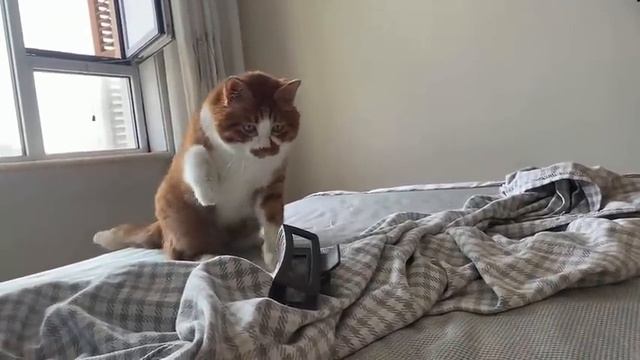 Смешные животные