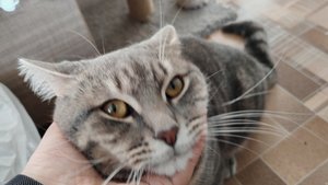 12-09-2025 глажу кота, счастливая жизнь в деревне