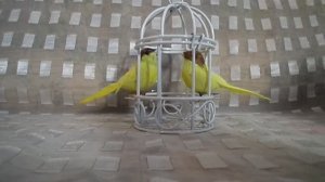 Обзор на клетку и птиц для кукол