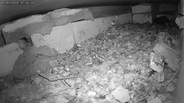 Стрижи отложили первое яйцо - The swifts laid their first egg смотреть онлайн