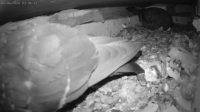 Птенец голубя начал проклёвываться 2 - The baby pigeon began to hatch 2 смотреть онлайн