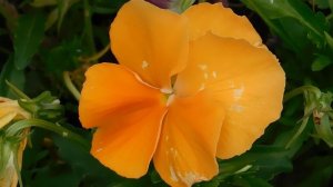 03=05=2025 ник     (20)  ЦВЕТ.