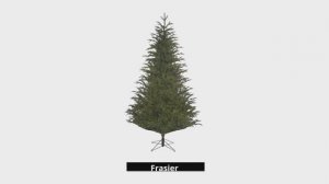 Ель Black Box Trees Frasier - Фантазия  зеленая