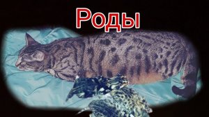 Бенгальская кошка роды