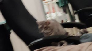 12-09-2025 деревенский кот отдыхает