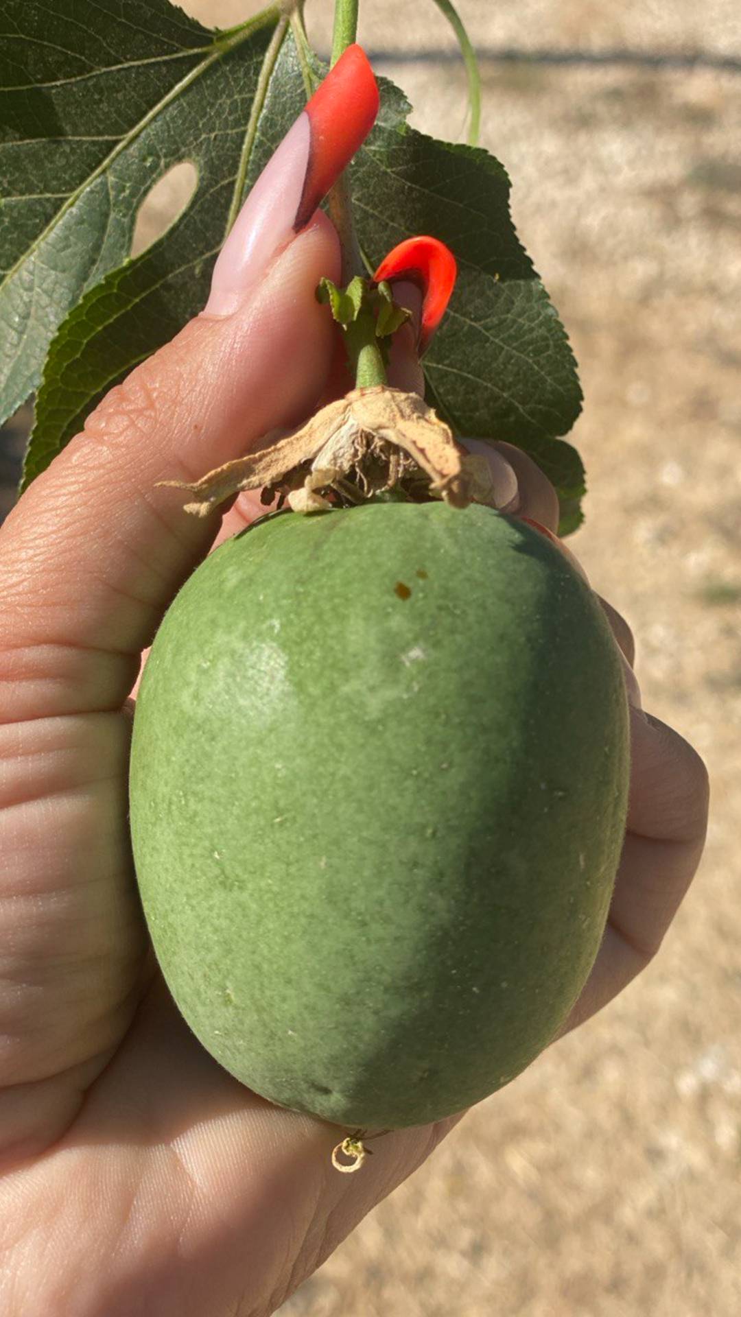 МАРАКУЙЯ СЕВЕРНАЯ смотреть онлайн