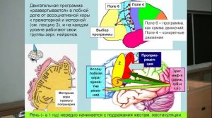 Дубынин Вячеслав - Мозг. Подражание и сопереживание (разговор о зеркальных нейронах)