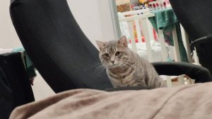 кот сидит и смотрит в деревенском доме