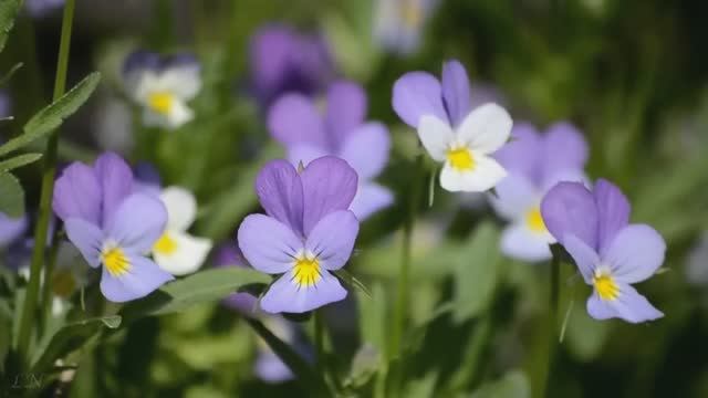 Ф. Шопен Ноктюрн Op 9 No 2 - F. Chopin Nocturne Op 9 No 2 смотреть онлайн