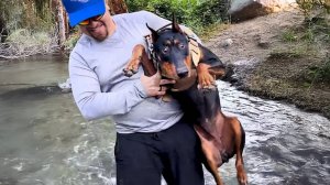 😂Собаки притворяются комиком вместе со своим хозяином 😂 Обязательно посмотрите!