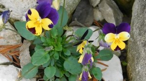 03=05=2025 ник     (24). ЦВЕТ