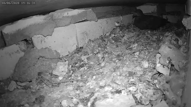 Немного из жизни голубей - A little from the life of pigeons смотреть онлайн