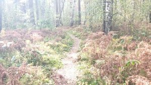 В лесу: чьи беспилотники залетели в Польшу? 🤔 Версии различные, подозреваем всех! Может, это HAARP?