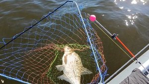 Давно не ловил такую густеру.