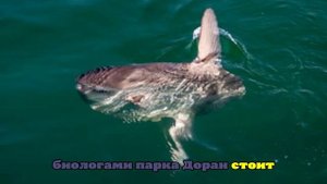 SFGate: Посетители пляжа в США нашли на берегу огромную луну-рыбу обманщика