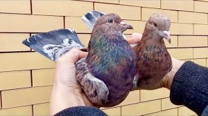 Мои Бакинские голуби: Спаровал Голубей! Старт племенному сезону 2021г.