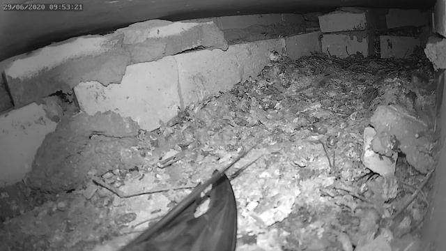 Стриж ругается на камеру 1 - Swift swears on camera 1 смотреть онлайн