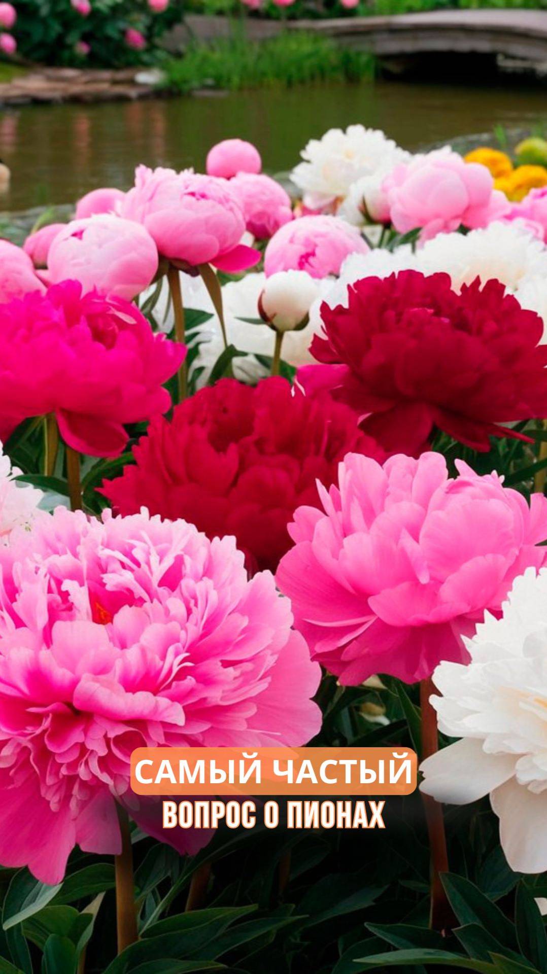 Самый частый вопрос о пионах смотреть онлайн