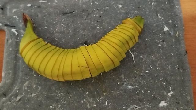 шорц