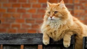 Живите проще, господа.Стихи Юлия Бессонова, идея и монтаж Татьяны Пантелеевой.