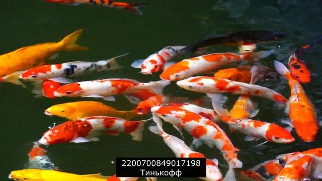 СКА АСВ МБА Ростовщики ВТБ ОТП и Сбер