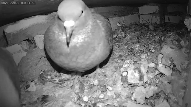 Голуби чистят друг друга - Pigeons clean each other смотреть онлайн