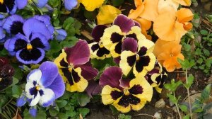 01=04=2025  ник   (78)  ЦВЕТ