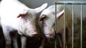 Китай закрыл путь европейской свинине