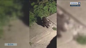 В Красной Поляне медведь пробрался в дом и тщательно исследовал кухню