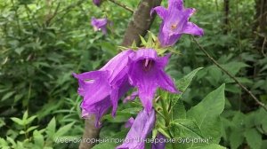 Вернуться в Тишину