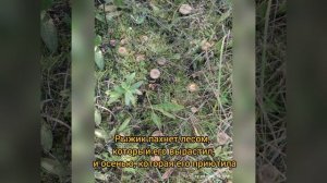 Поехали туда, где Wi-Fi ловит только грибы.