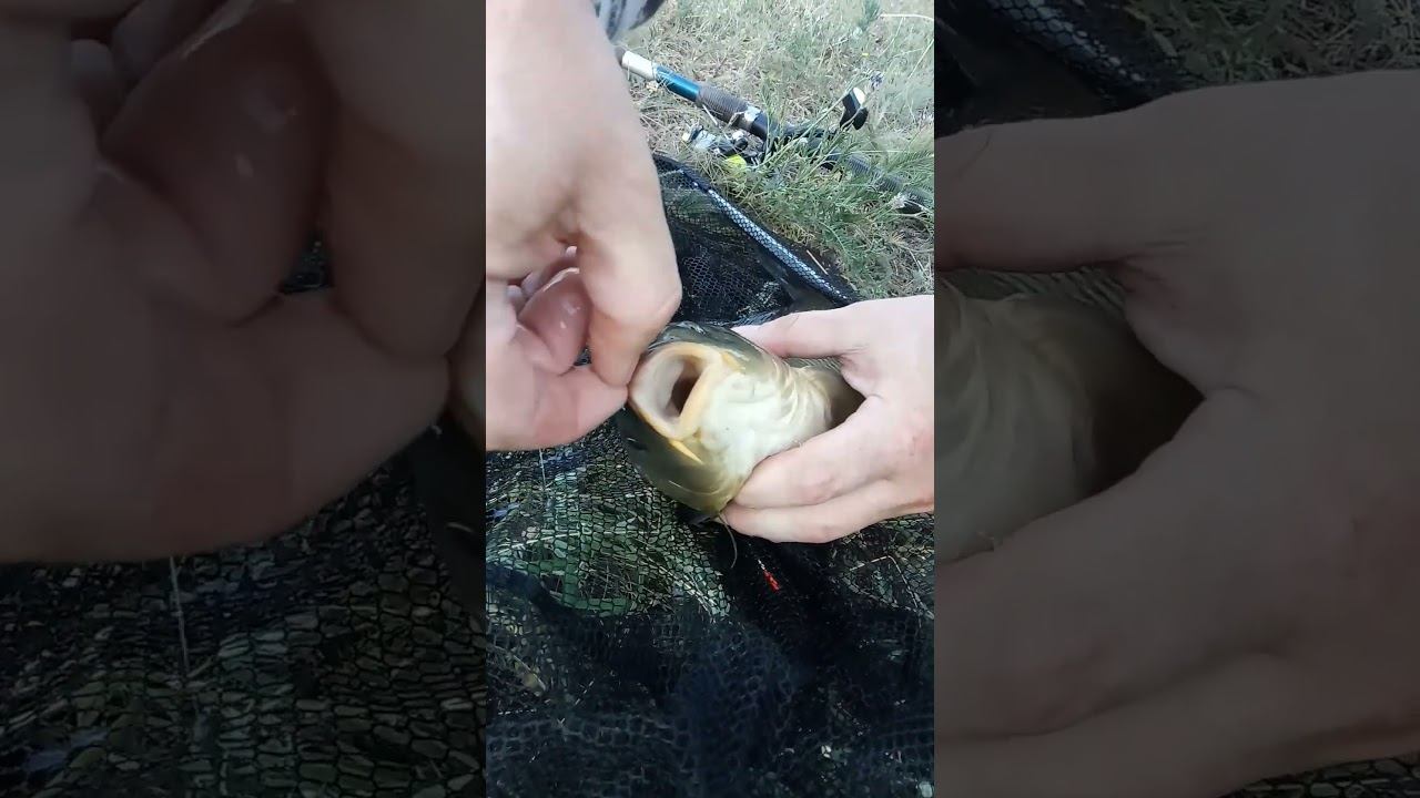 Мелкий крючок и крупная рыба #рыбалка #сазан #shorts смотреть онлайн