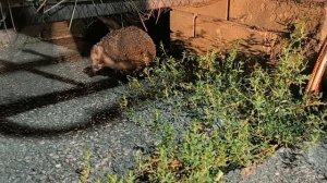 Ох уж эта охрана. Хоть ёжик 🦔 порадовал🙏