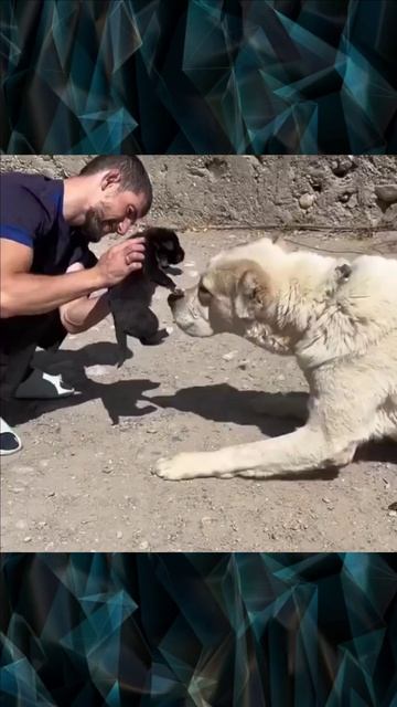 Собака и щенок смотреть онлайн