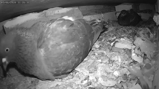 Кого прогнал голубь - Who was chased away by the pigeon смотреть онлайн