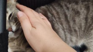 деревенский кот играет с компьютерным стулом