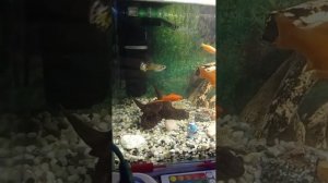 Вымыли аквариумы, чистота и красота, полюбуйтесь и сравните