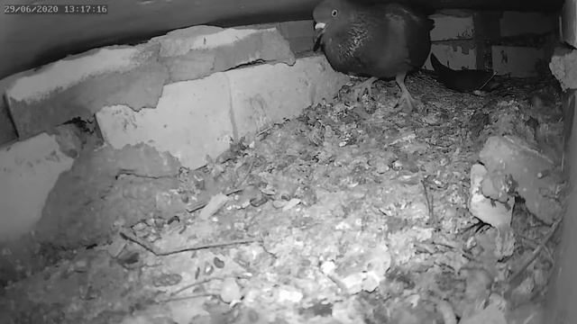 Чем закончилась встреча голубя и призрака - How did the meeting of the dove and the ghost end смотреть онлайн