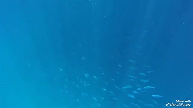 Риф в Рас-Мохаммед 2024 год смотреть онлайн